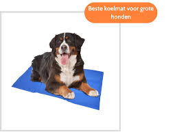 beste koelmat hond