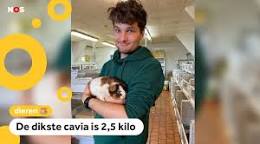 cavia huisdier