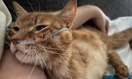 kat
