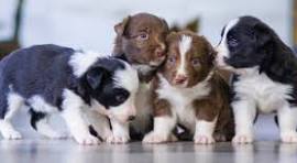 puppy's