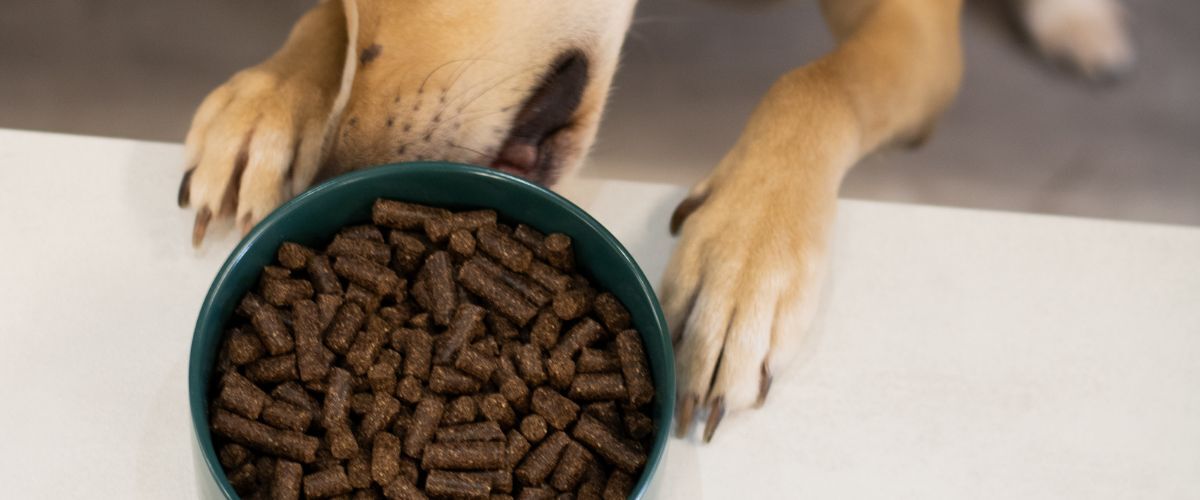 beste graanvrij hondenvoer