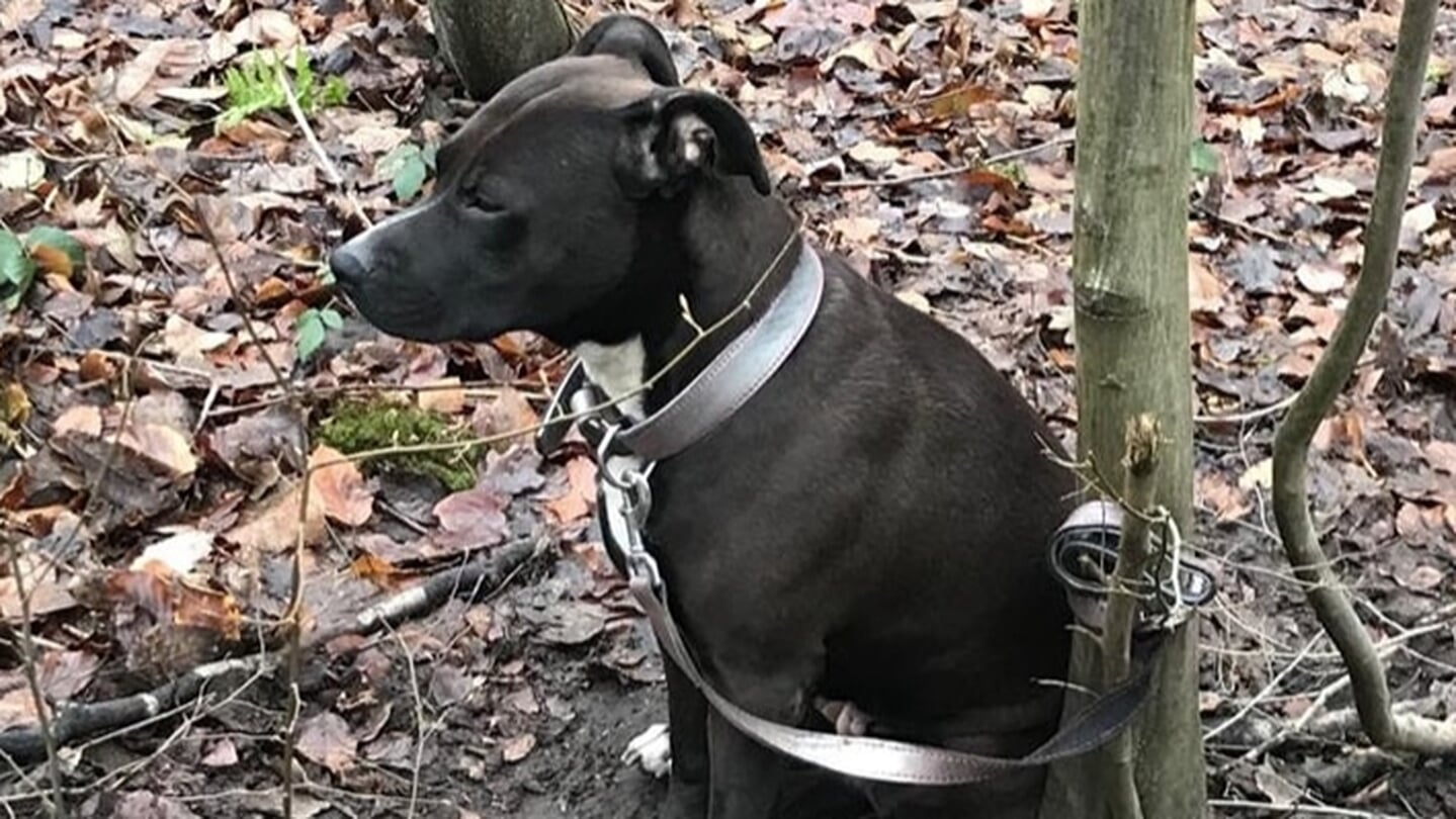 dierenwelzijn wetgeving