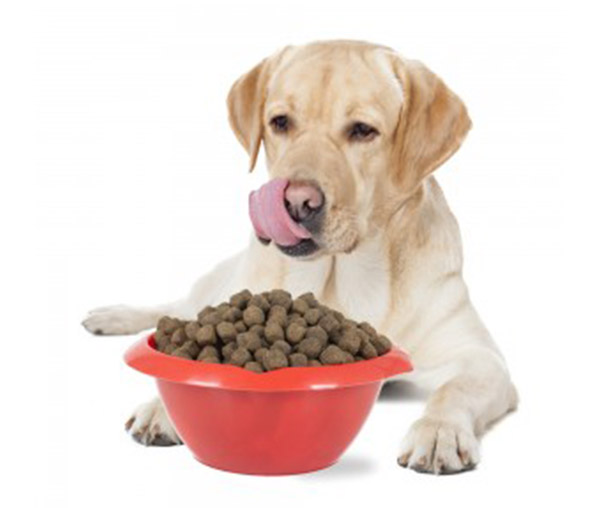 hondenvoer dieet