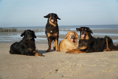 romeo hondenvoer aldi