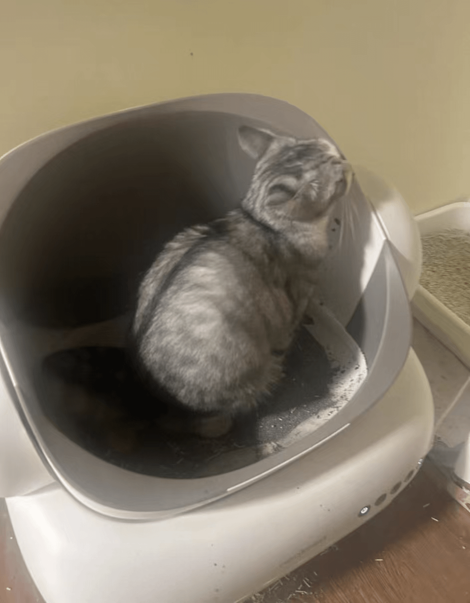 kattenbak voor 2 katten