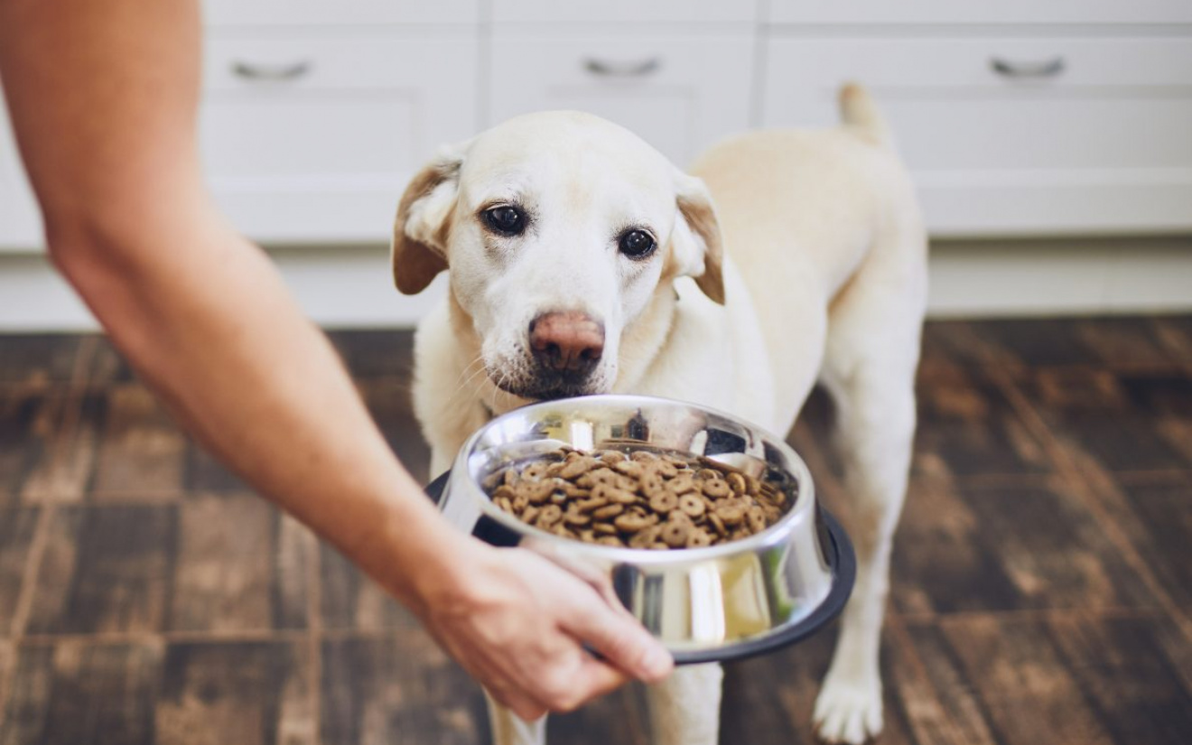 welke hondenbrok is het beste