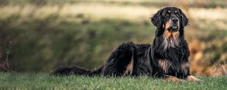 licht verteerbare hondenbrokken