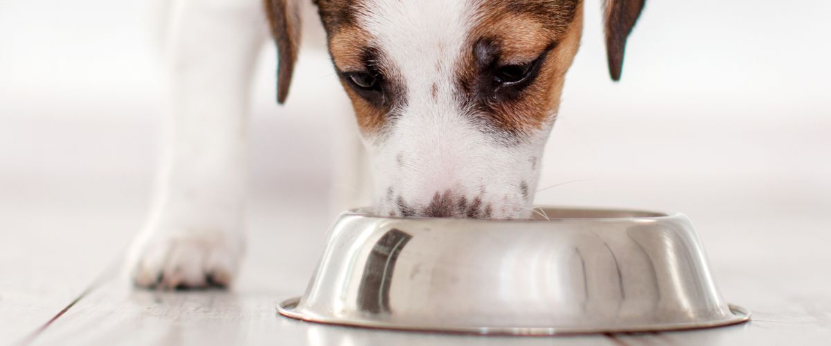 welke hondenvoeding is de beste