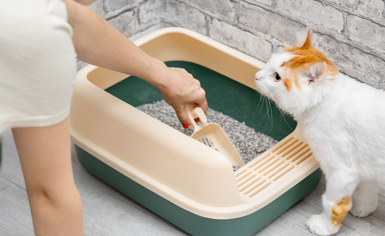 kattenbak schoonhouden