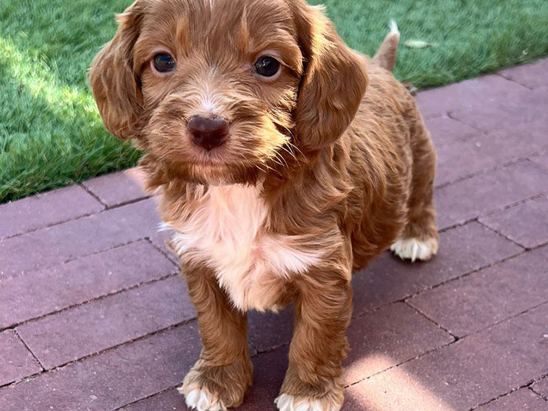 fokker hondenvoer puppy